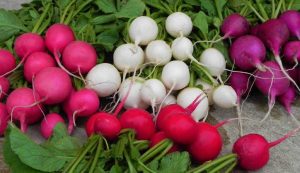 Hybrid vs. Traditional Radish Seeds