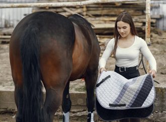 Best Horse Feed and Tips for Healthy Weight Gain
