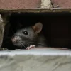 Rat Control: How Rats Enter Homes and How to Stop Them