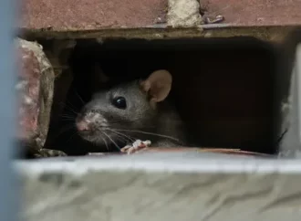 Rat Control: How Rats Enter Homes and How to Stop Them