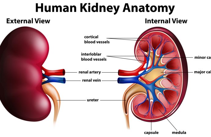 APOL1, C1q Nephropathy & C3 Glomerulopathy Treatment Guide