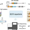 Single-Cell BCR & miRNA Profiling in B-Cell Research Advances