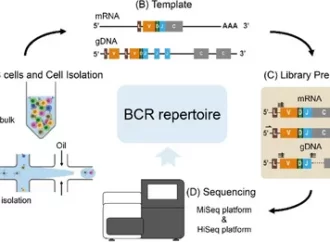 Single-Cell BCR & miRNA Profiling in B-Cell Research Advances