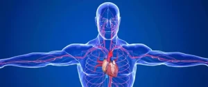 Vascular Support & Circulatory Health