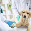 TPLO Surgery for Dogs: Procedure, Benefits & Recovery Guide