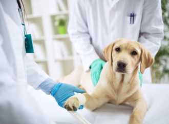TPLO Surgery for Dogs: Procedure, Benefits & Recovery Guide