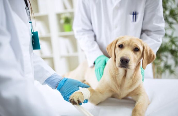 TPLO Surgery for Dogs: Procedure, Benefits & Recovery Guide