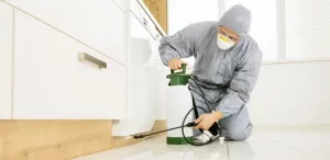 Ant Exterminator Service