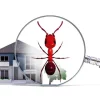 Ant Exterminator Service: Guide to Safe and Effective Pest Control