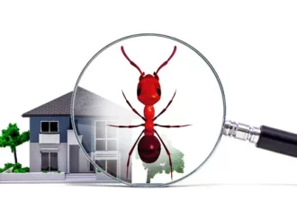 Ant Exterminator Service: Guide to Safe and Effective Pest Control
