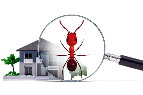 Ant Exterminator Service: Guide to Safe and Effective Pest Control