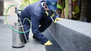 building and pest inspection